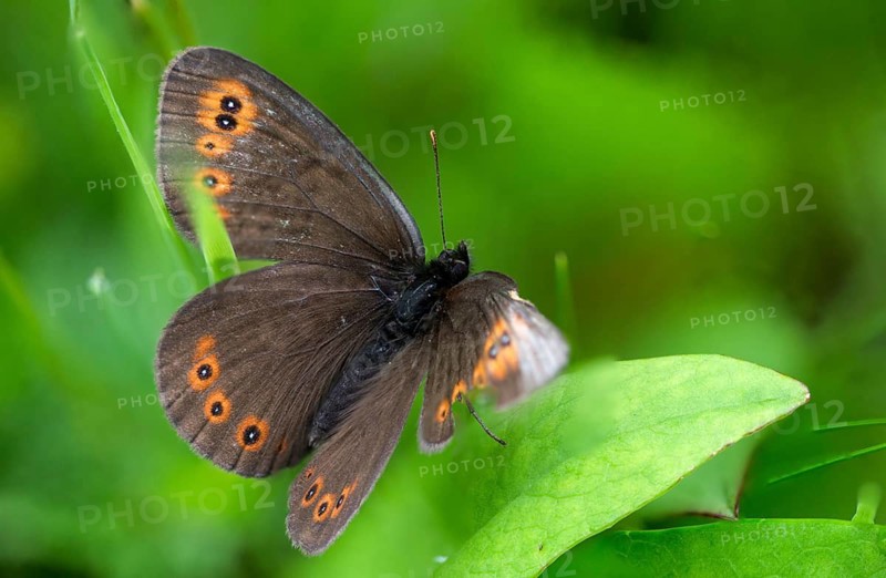 Erebia medusa, formerly moth, round-eyed moth, woodland ringlet, butterfly, insects, butterfly, butterflies