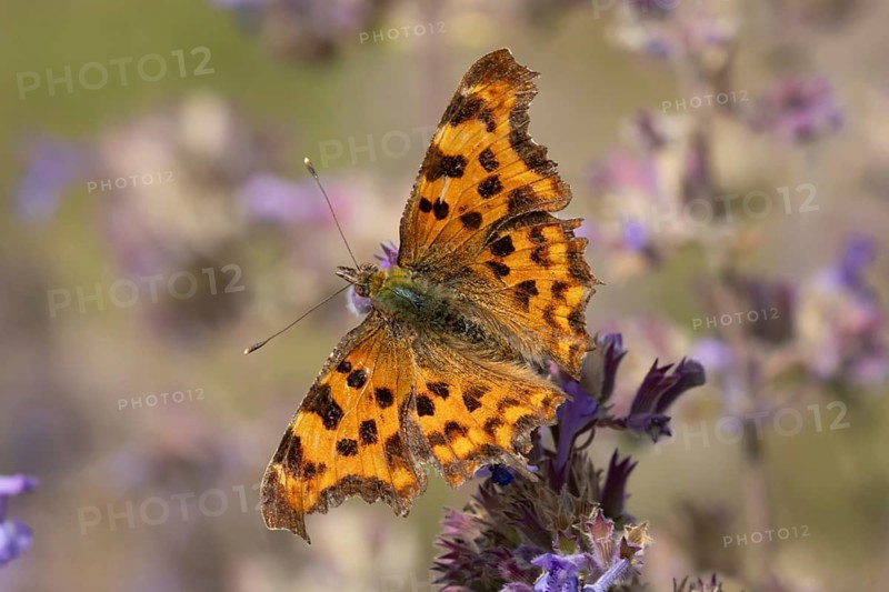 Comma butterfly (Polygonia c-album) adult insect feeding on garden Catmint flowers in summer, Suffolk, England, United Kingdom