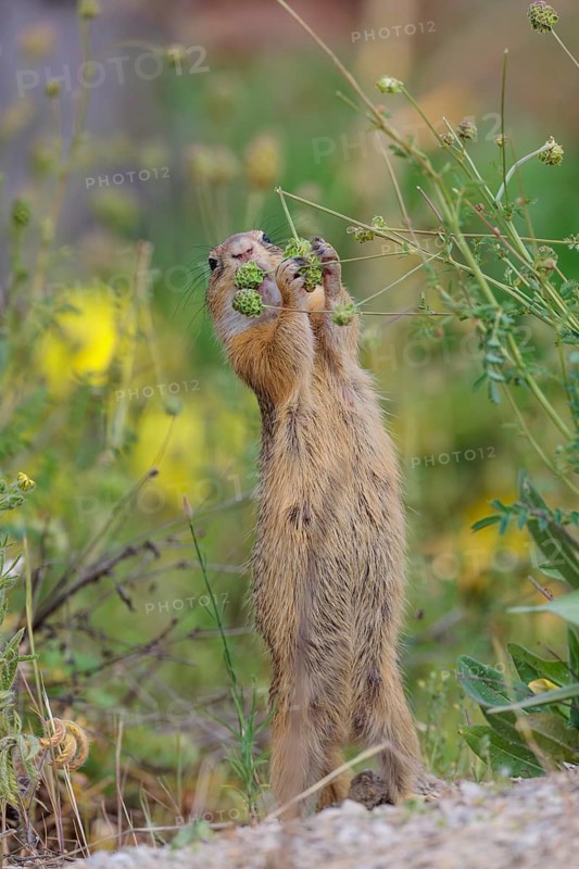 A fully grown European ground squirrel (Spermophilus citellus) eats seats, leaves and flowers in a green meadow with tall vegetation on a sunny day. Austria