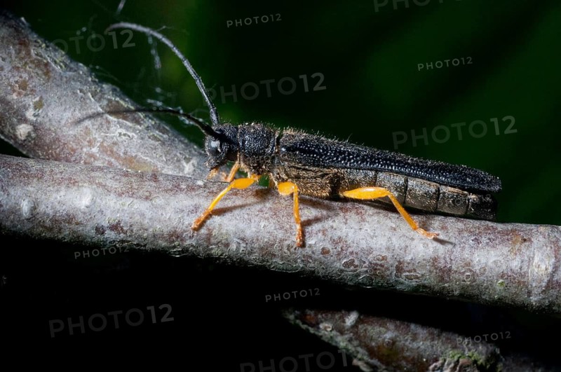 Haselbuck, Haselbock Beetle, Hazel Longhorn Beetle, Oberea Linearis, Beetle, Longhorn Beetle, Coleoptera, Insects, Beetles
