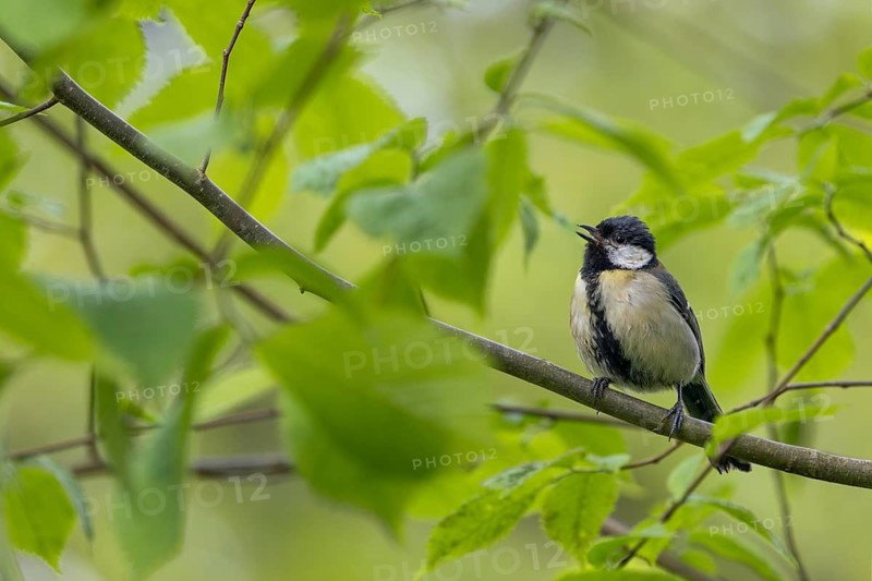 A great tit (Parus major) that fledged a few days ago is begging for food, raising young, sweet, cute, May, Germany