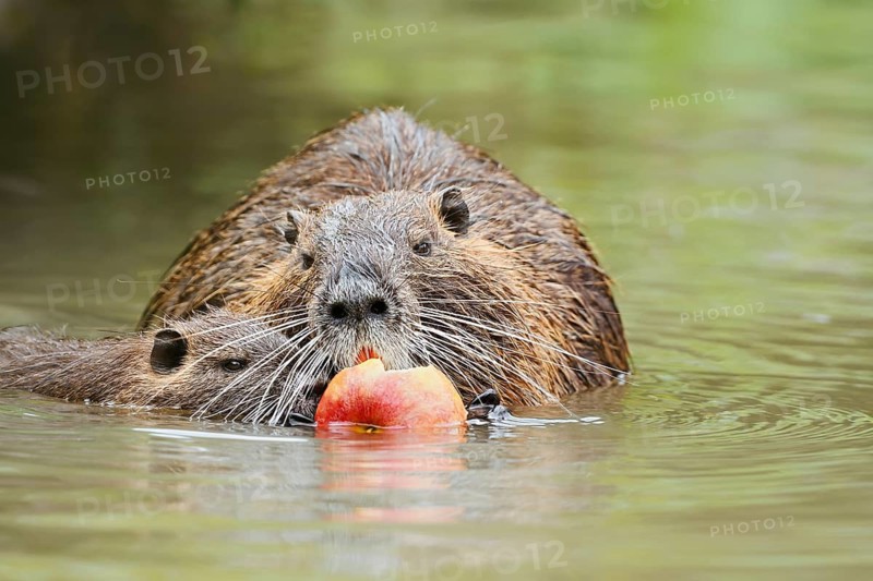 Nutria or swamp beaver (Myocastor coypus), a female and her young eating an apple in the water, North Rhine-Westphalia, Germany, an invasive species in Europe