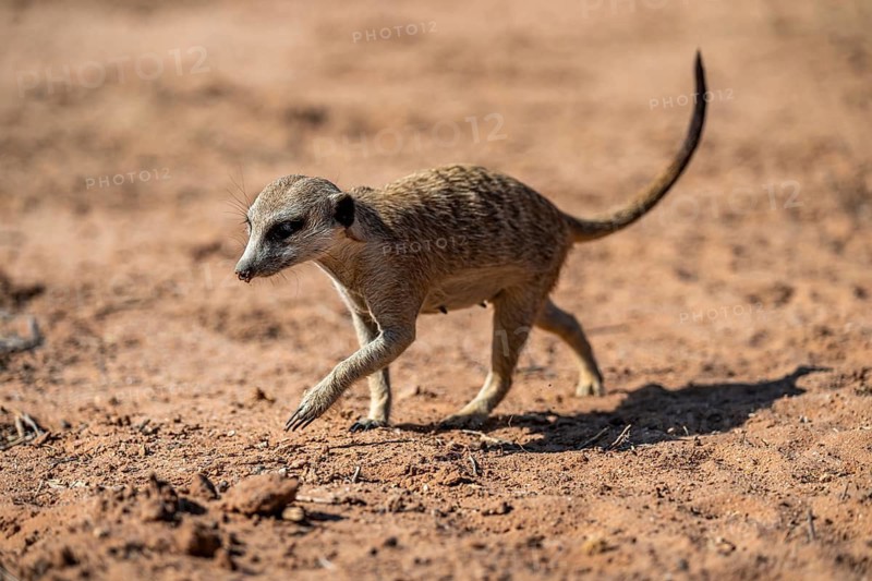 Running meerkat (Suricatta suricata), Kgalagadi Transfrontier Park, Northern Cape, South Africa