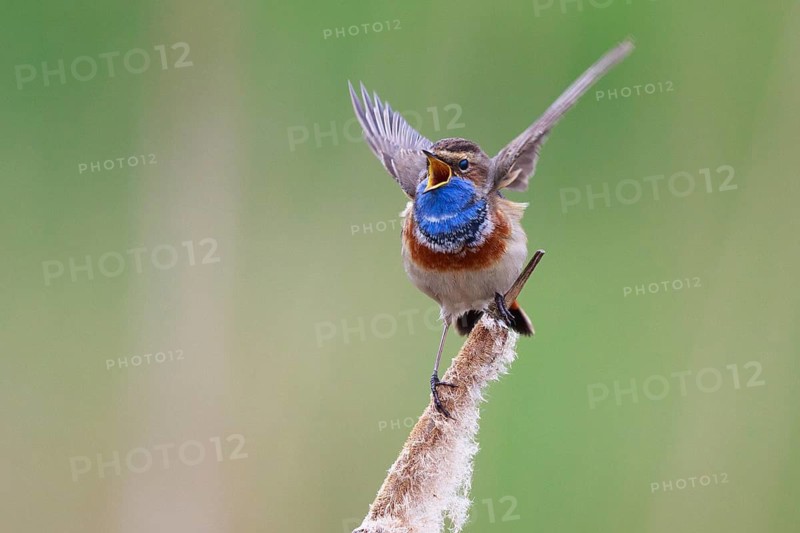 Bluethroat (Luscinia svecica cyanecula) male singing from cattail, Netherlands