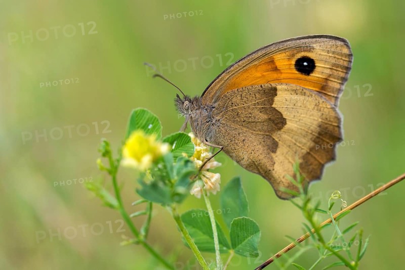 Big ox eye, maniola jurtina, meadow brown, butterfly, insects, butterfly, butterfly, butterfly