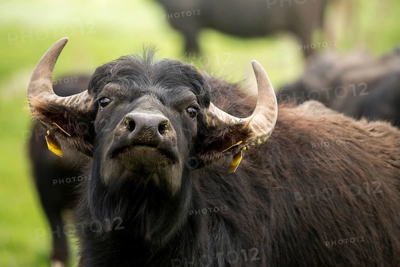 Artiodactyla, Bubalus Arnee, Even-Toed Ungulate, Frießnitzer See, Germany, Greiz, Pairhoofes, Thuringia, Water Buffalo, Grazing, Domesticated Animals, Extensive Grazing, Grazing, Pets, Mammals, Vogtland