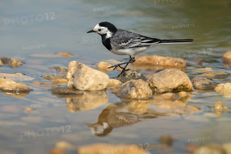 Wagtail, Motacilla Alba, White Wagtail, Bath, Bird Bath, Birds, Mirror, Passeri, Songbirds, Reflection, Potion, Birdbath, Birds, Watering Place