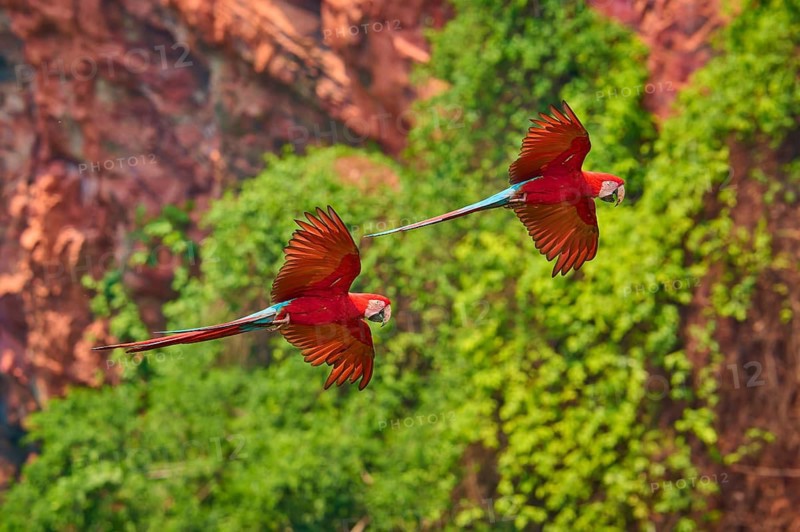 Two red parrots flying synchronised in the green jungle in front of a rock face, Green-winged Macaw, or Dark Scarlet macaw (Ara chloroptera), Buraco Das Araras, Bonito, Pantanal, Brazil