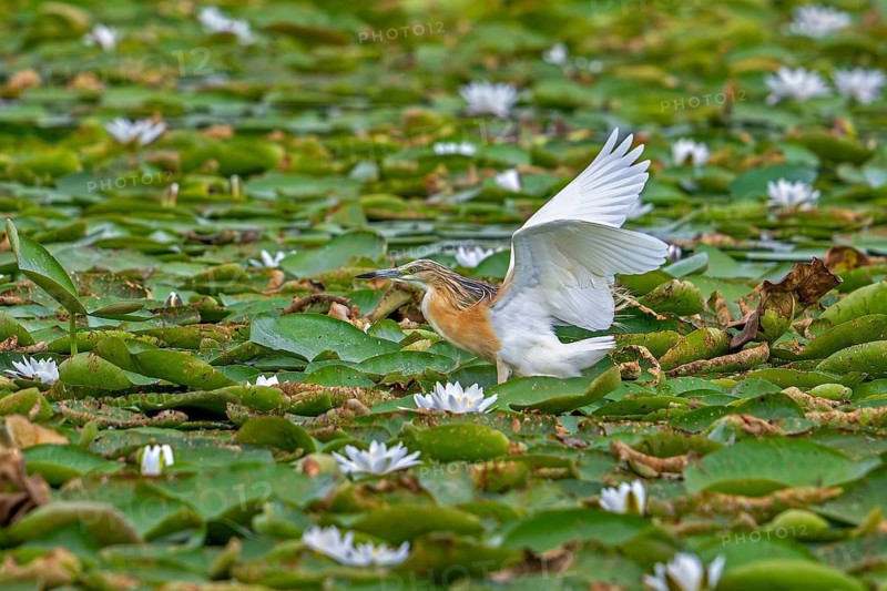 Squacco heron (Ardeola ralloides) adult in breeding plumage taking off from lake covered in water lily pads in summer