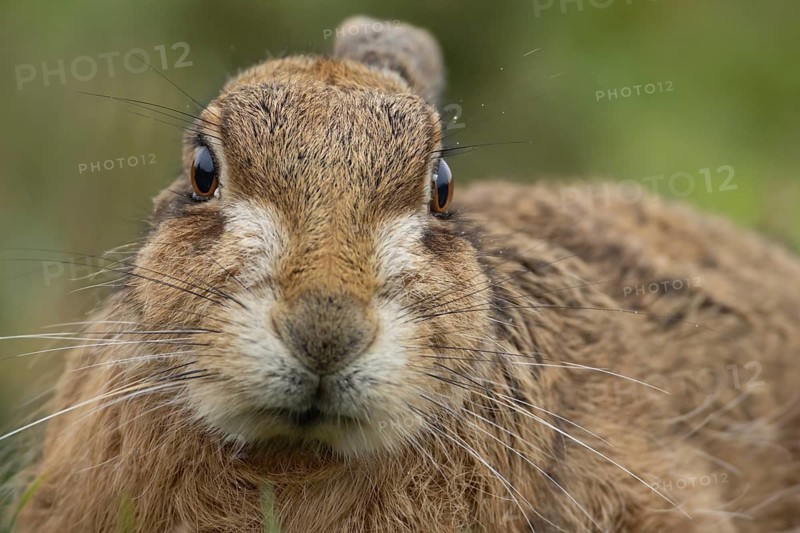European brown hare (Lepus europaeus) adult animal head portrait, England, United Kingdom