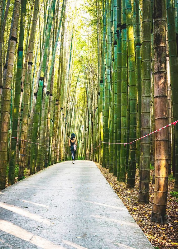 Female woman walks down the path in dendrological park in Georgia with bamboo trees around protected by no crossing striped red white tape.Batumi.Georgia