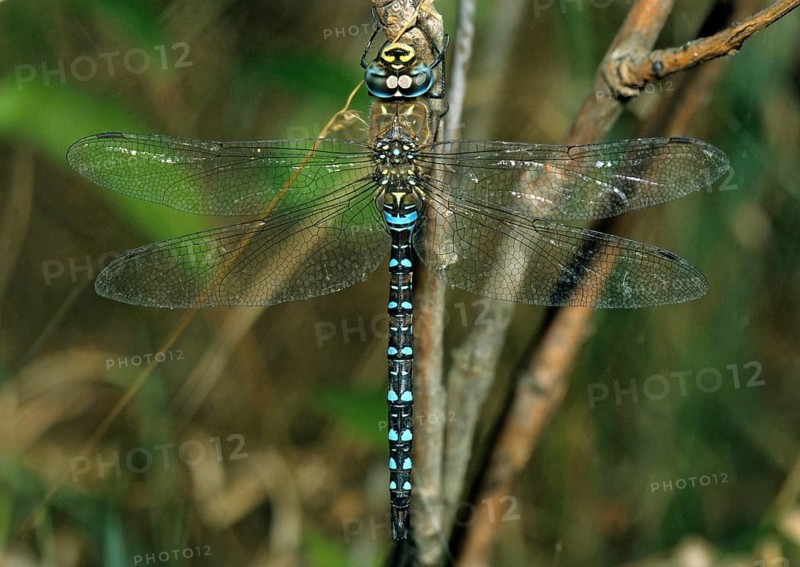 Aeshna Mixta, Autumn Mosaic Maiden, Autumn Mosaic Maiden, Migrant Hawker, Anisoptera, Damselflies, Dragonflies, Insects, Leo, Dragonflies, Male, Odonata