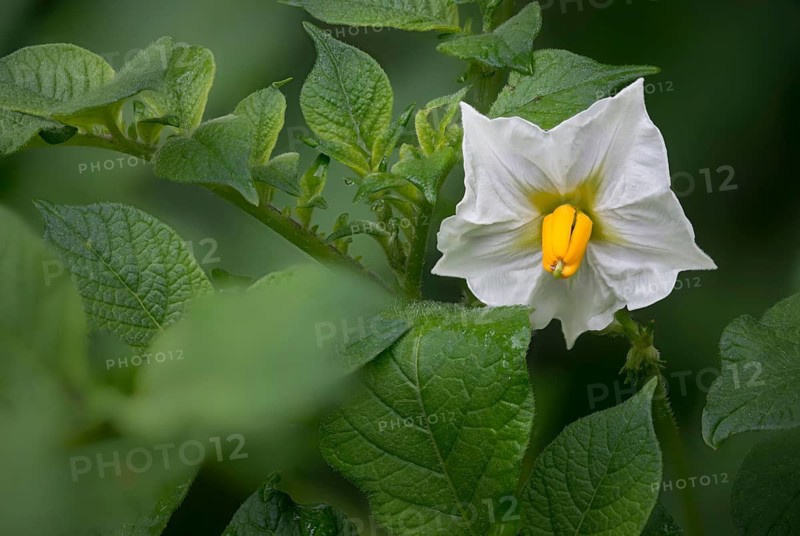 Apple, Pear, Ground Pear, Potato, Solanaceae, Solanaceae, Solanum Tuberosum, Flora, Plants, Potato