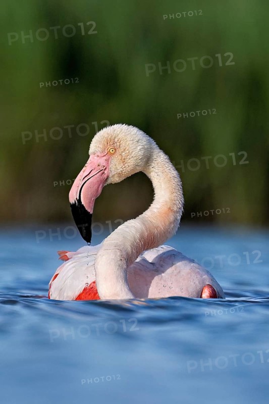 A greater flamingo (Phoenicopterus roseus) swimming in a pond, Camargue Regional Nature Park, southern France