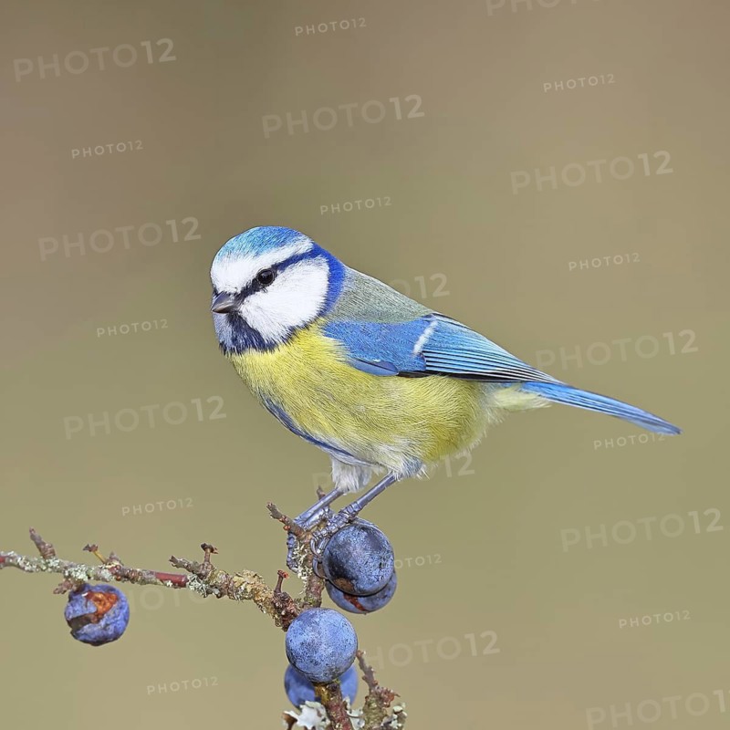Blue Tit (Parus caeruleus), perched on a twig in a blackthorn bush (Prunus spinosa), with ripe fruit, autumn, wildlife, animals, tit family, songbird, birds, Wilnsdorf, North Rhine-Westphalia, Germany