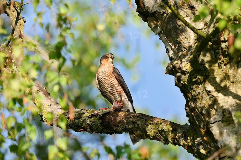 Sparrowhawk (Accipiter nisus), male sitting on a branch and eating a captured songbird, North Rhine-Westphalia, Germany