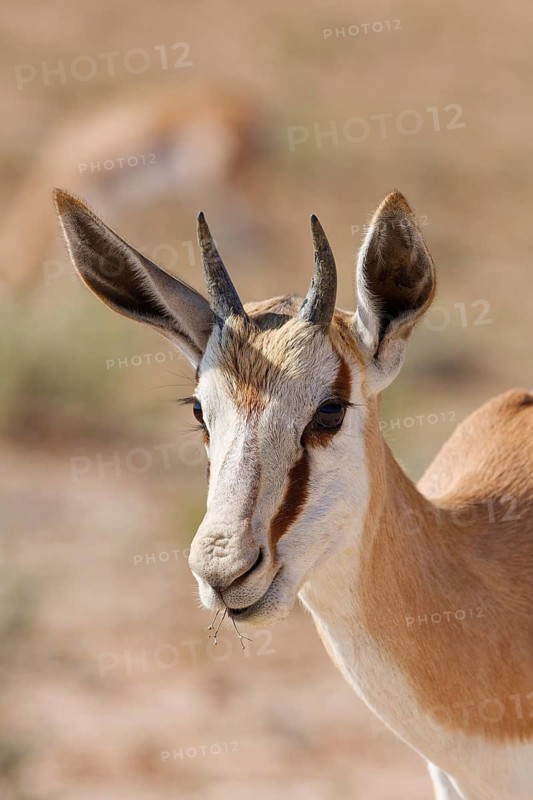 Springbok (Antidorcas marsupialis), young animal, feeding on plants, close-up of head and horns, animal portrait, Kgalagadi Transfrontier Park, Northern Cape, South Africa