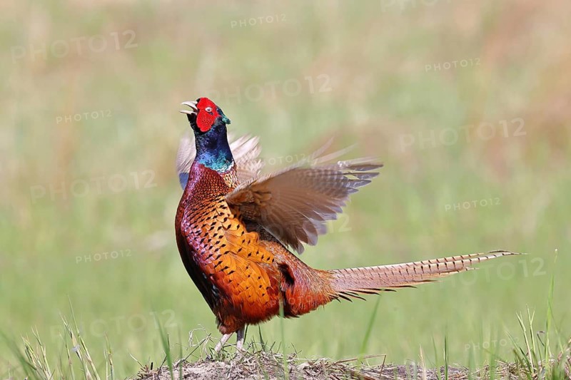 Pheasant, common pheasant (Phasianus colchicus), adult male bird uttering a courtship call in a meadow, territorial boundary, wildlife, Lembruch, Ochsen Moor, Dümmer nature park Park, Lower Saxony, Germany
