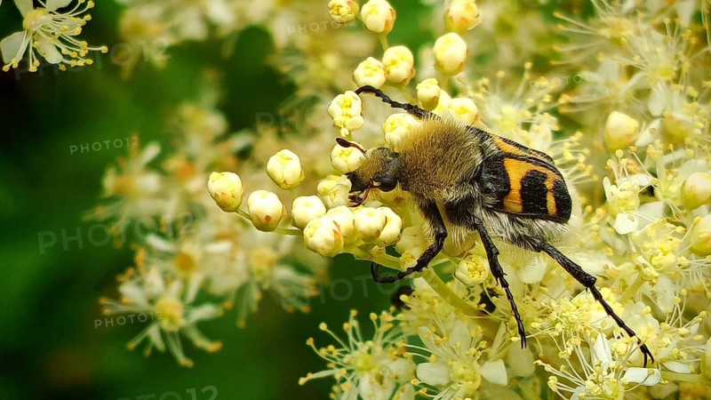 A yellow and black insect, the banded bee beetle (Trichius fasciatus), in close-up on flowers in a natural setting, Frankenwald nature park Park, Upper Franconia