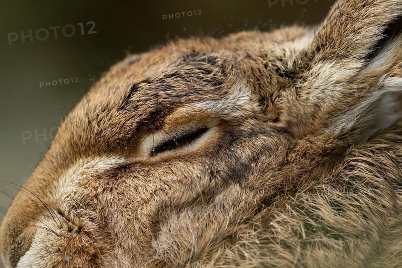European brown hare (Lepus europaeus) adult animal sleeping, England, United Kingdom