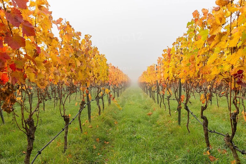 Golden colors of the vines glow through the fog, grass forms a background, basket in the Rems Valley, Baden-Württemberg, Germany