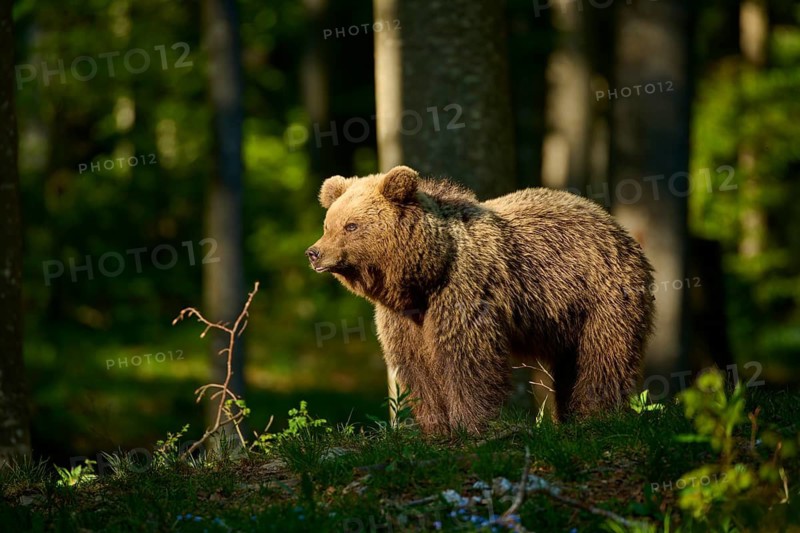 A brown bear in a sunny part of the forest looks intently, European brown bear (Ursus arctos), Slovenia
