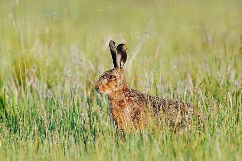 A brown hare (Lepus europaeus) sitting in a wild meadow, North Rhine-Westphalia, Germany