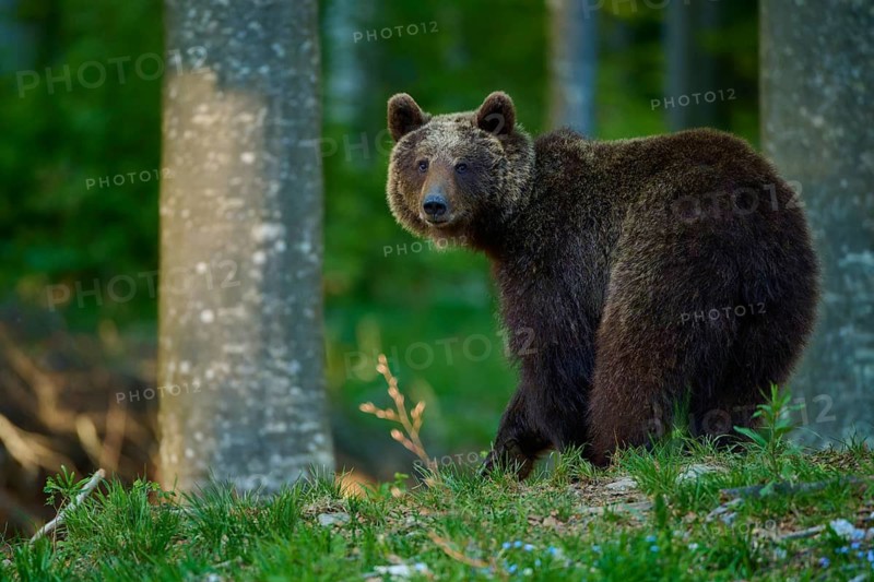 A brown bear looks intently at the camera in the forest, European brown bear (Ursus arctos), Slovenia