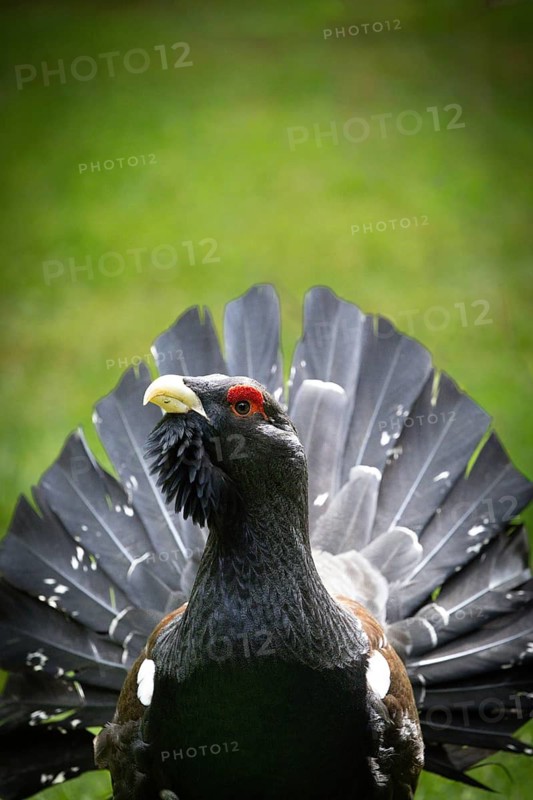 A proud capercaillie spreads its dark feathers against a green background, with red around its eyes, capercaillie (Tetrao urogallus), animal portrait, mating season, Black Forest, Baden-Württemberg, Germany