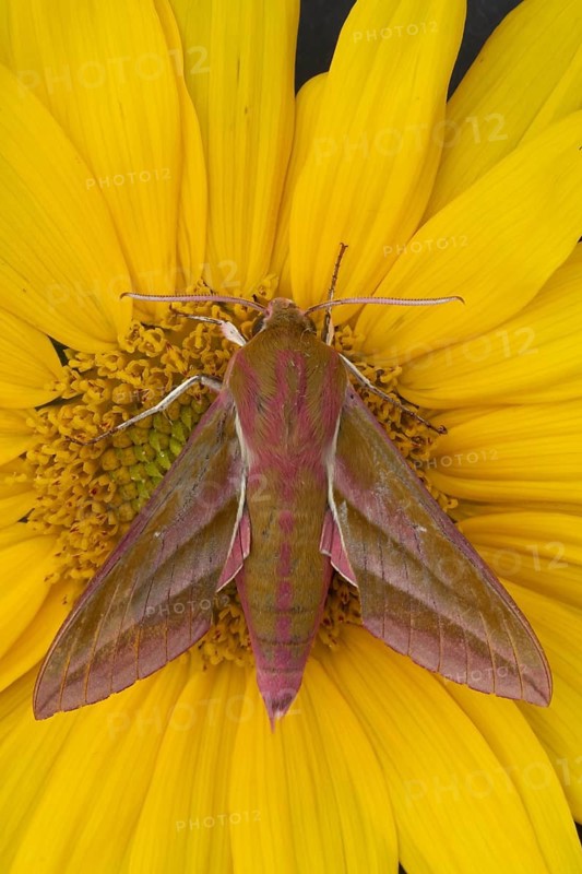 Elephant hawkmoth (Deilephila elpenor) adult moth insect on a garden Sunflower flower in summer, Suffolk, England, United Kingdom