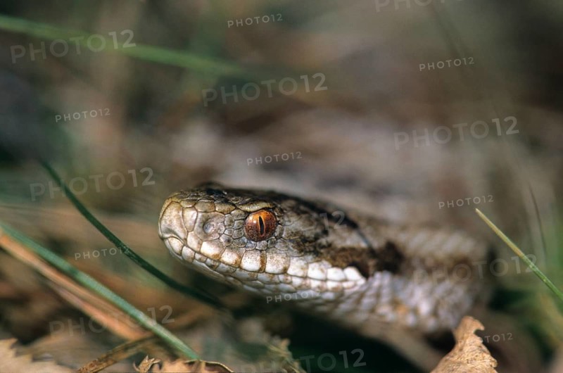 European adder, European viper, venomous snake, vipera berus, critters, poisonous reptilia, reptilia, snakes, snakes
