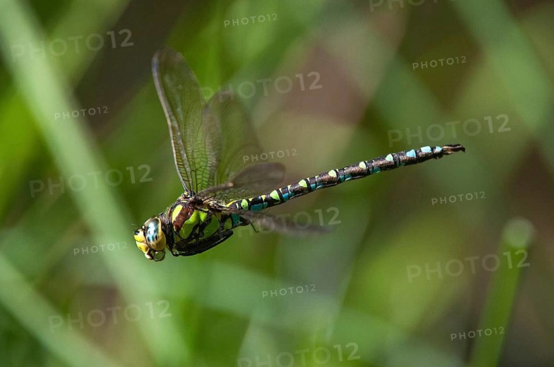 Aeshna cyanea, blue-green mosaic maiden, southern hawker, anisoptera, damselflies, dragonflies, flying, flight, insects, dragonflies, male, odonata
