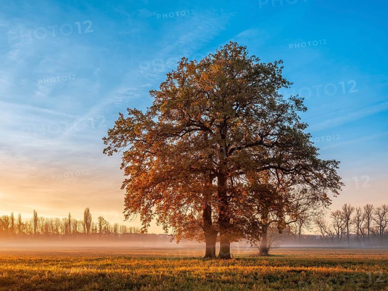 Morning atmosphere in the flower ground in autumn, twin oak in full autumn color in a meadow with morning fog at sunrise in first light, Naumburg, Saxony-Anhalt, Germany