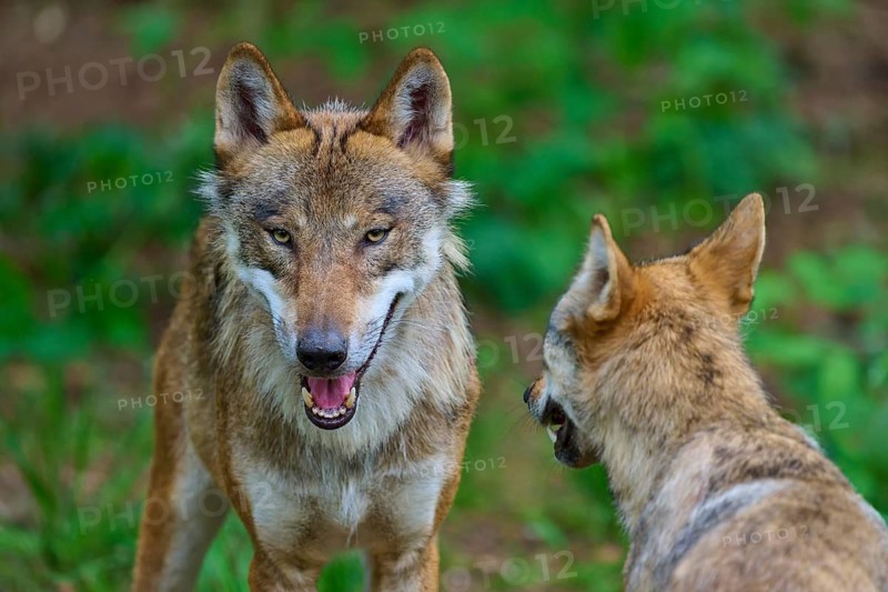 Two wolves face each other in a forest against a green background, summer, wolf (Canis lupus), Germany