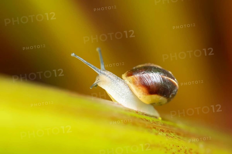 Striped Snail (Cernuella virgata) adult mollusca on a garden Rhubarb vegetable plant stem in summer, Suffolk, England, United Kingdom