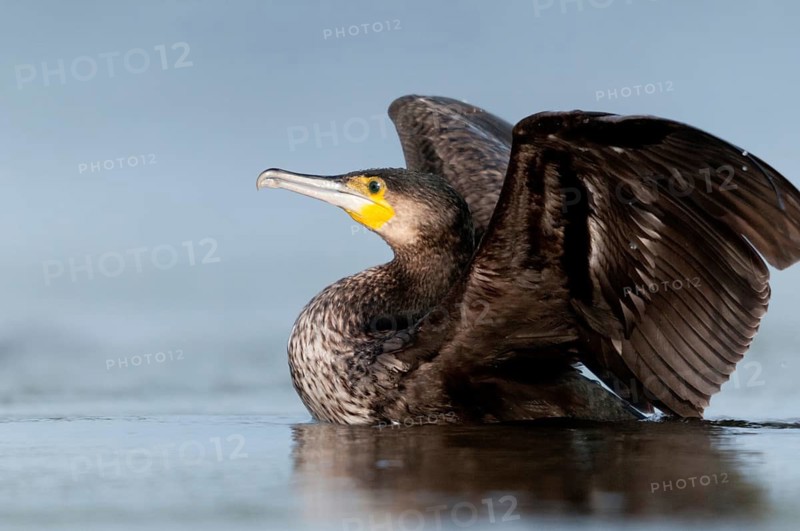 Black shag, cormorant, phalacrocorax carbo, birds, immaturus, not sexually mature, pelecaniformes, ropedes, immature, birds, waterbirds, waterbirds