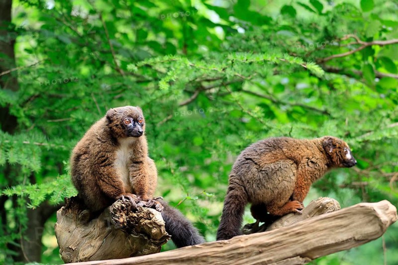 Red-bellied lemur (Eulemur rubriventer), adult, female, male, pair, on a tree trunk, alert, Madagascar