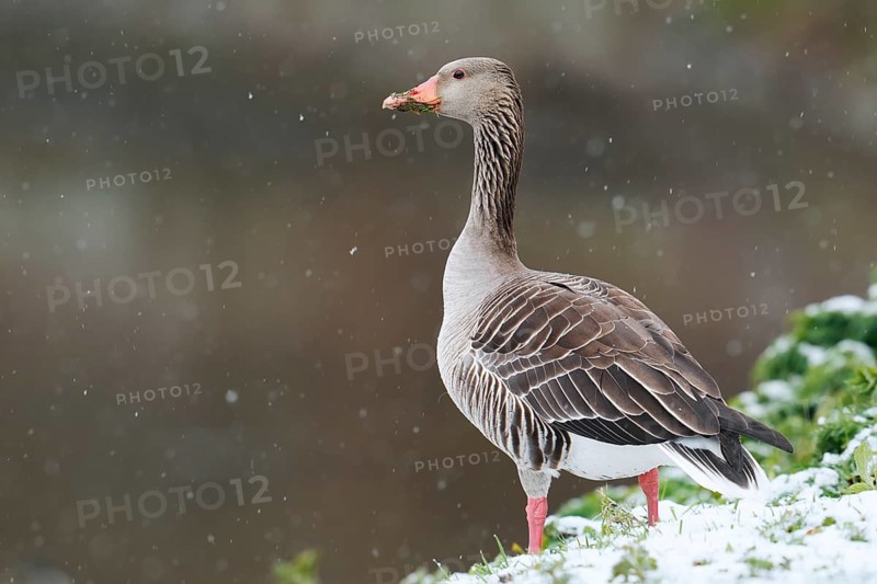 Greylag geese (Anser anser) during a spell of winter weather in spring, snow, North Rhine-Westphalia, Germany