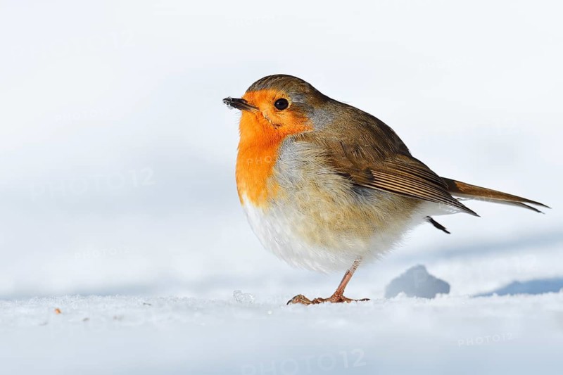 Robin (Erithacus rubecula) in the snow, North Rhine-Westphalia, Germany