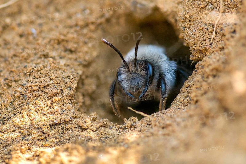 Andrena cf. vaga, andrena vaga, andrenidae, floodplain sand bee, grey-backed mining bee, grey-backed mining bee, hymenoptera, sand bee, willow sand bee, insects, wild bees