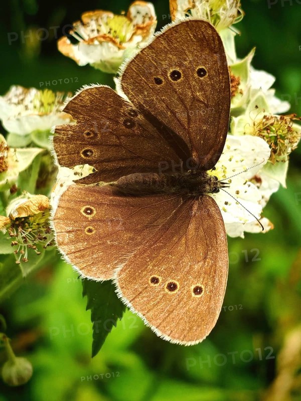 A close-up of a brown butterfly, the Brown Argus (Aphantopus hyperantus), perched on white flowers in its natural habitat, Frankenwald nature park Park, Upper Franconia