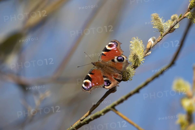 Peacock butterfly (Aglais io) adult insect feeding on Goat willow (Salix caprea) blossom in spring, Suffolk, England, United Kingdom