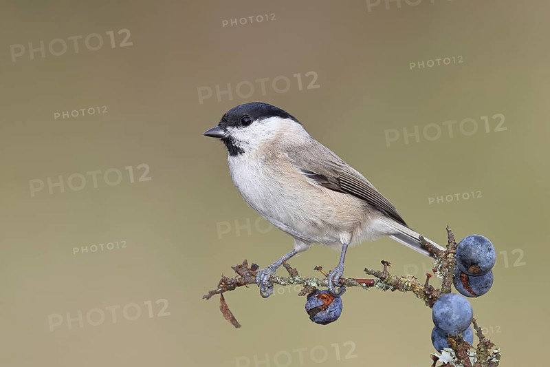 Marsh tit, (Parus palustris), sitting on a branch in a blackthorn bush, (Prunus spinosa), sloes, with ripe fruit, autumn, wildlife, animals, tit family, songbird, birds, Wilnsdorf, North Rhine-Westphalia, Germany