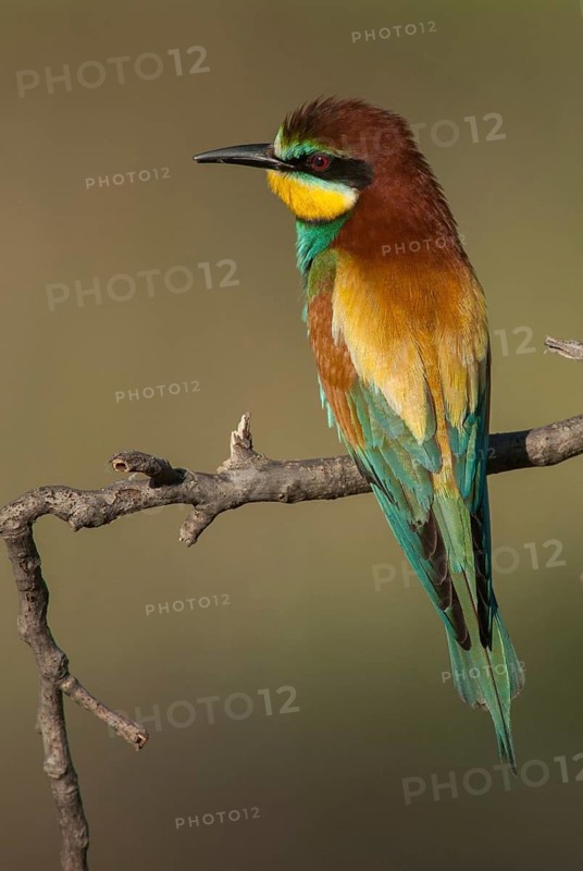 Bee-eaters, bee-eaters, coraciiformes, merops apiasters, birds, Bulgaria, high size, portrait format, leo, meropidae, spider, birds