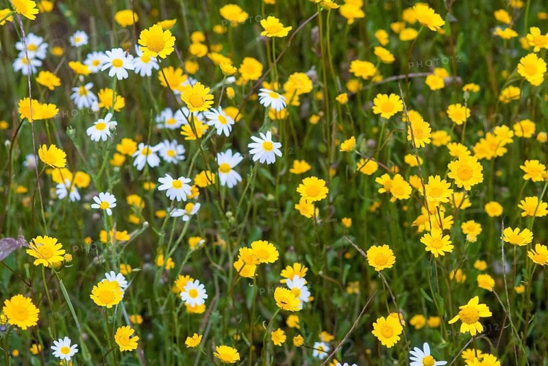 Flower meadow, extremadura, flora, meadow, plants, Spain, meadow