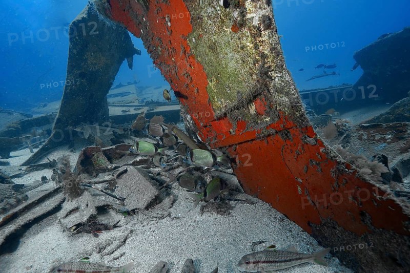 Fish frolic around rusty metal structure of a sunken ship, meteor wreck dive site, Russian hydrofoil, Arguineguin, Gran Canaria, Spain, Europe, Atlantic