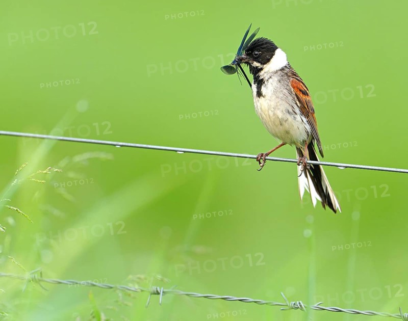 A male reed bunting (Emberiza schoeniclus) with a Banded demoiselle (Calopteryx splendens) on a wire, Lake Duemmer, Germany