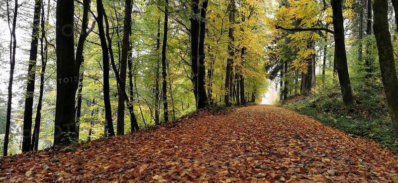 Foliage trail in sunny forest, beech trees in autumn colors, hiking in autumn, Geroldsgrüner Forst, Frankenwald nature park Park, Upper Franconia