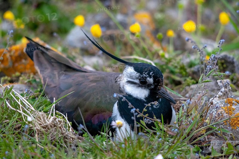 Lapwing, Sweden, Vanellus vanellus, birds, breed, brood, charadriiformes, limikolen, plovers, Sweden, birds, waders, waders, Öland