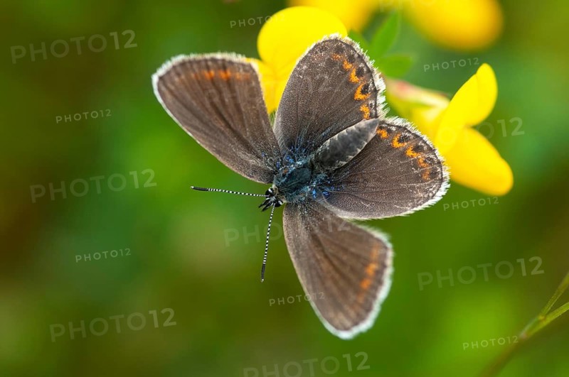 Argus blue, plebeius argus, silver-studded blue, butterfly, insects, butterfly, butterflies